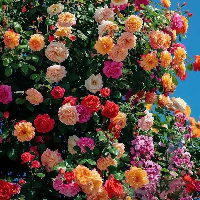 🔥Promoção 🔥 Videira Sementes de Flores de Rosa🌹