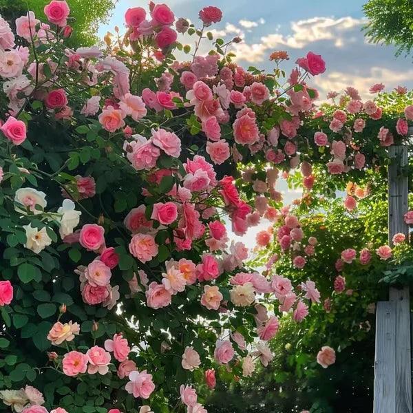 🔥Promoção 🔥 Videira Sementes de Flores de Rosa🌹