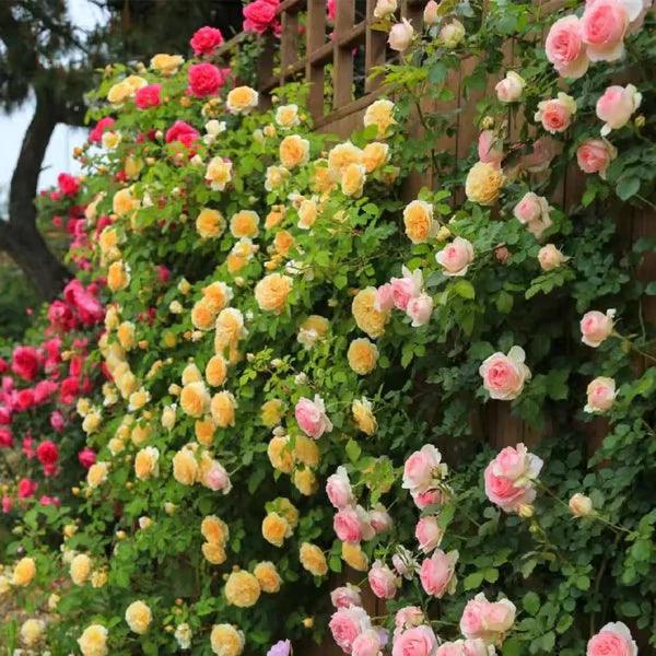 🔥Promoção 🔥 Videira Sementes de Flores de Rosa🌹
