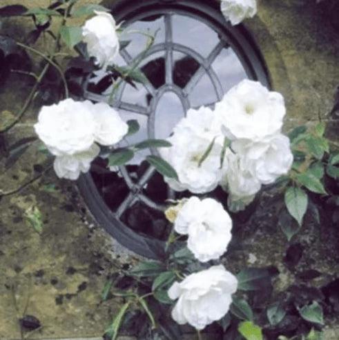 🔥Promoção 🔥 Videira Sementes de Flores de Rosa🌹