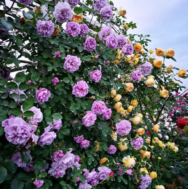 🔥Promoção 🔥 Videira Sementes de Flores de Rosa🌹