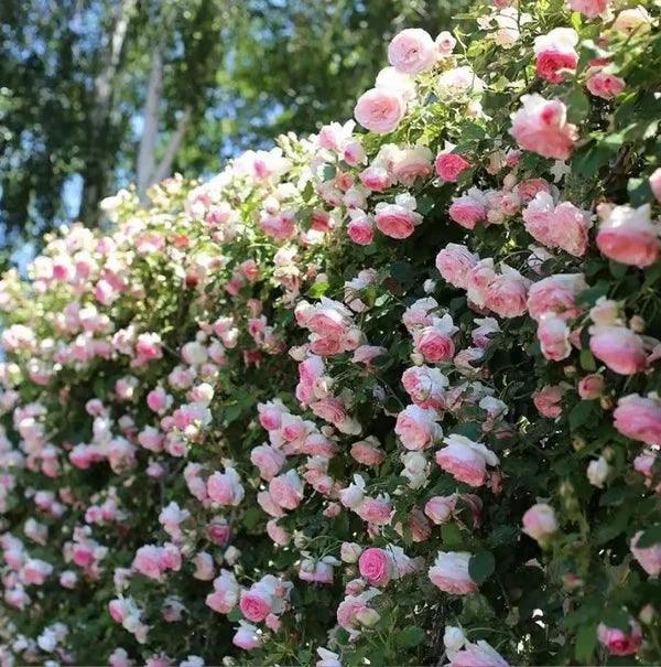 🔥Promoção 🔥 Videira Sementes de Flores de Rosa🌹