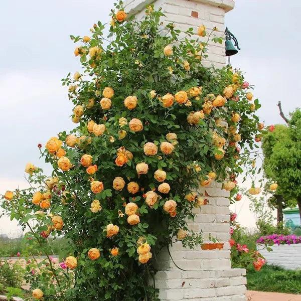 🔥Promoção 🔥 Videira Sementes de Flores de Rosa🌹