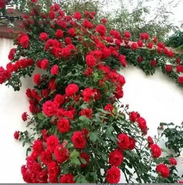 🔥Promoção 🔥 Videira Sementes de Flores de Rosa🌹