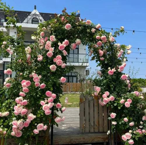 🔥Promoção 🔥 Videira Sementes de Flores de Rosa🌹