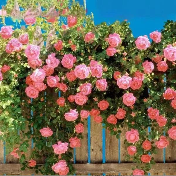 🔥Promoção 🔥 Videira Sementes de Flores de Rosa🌹